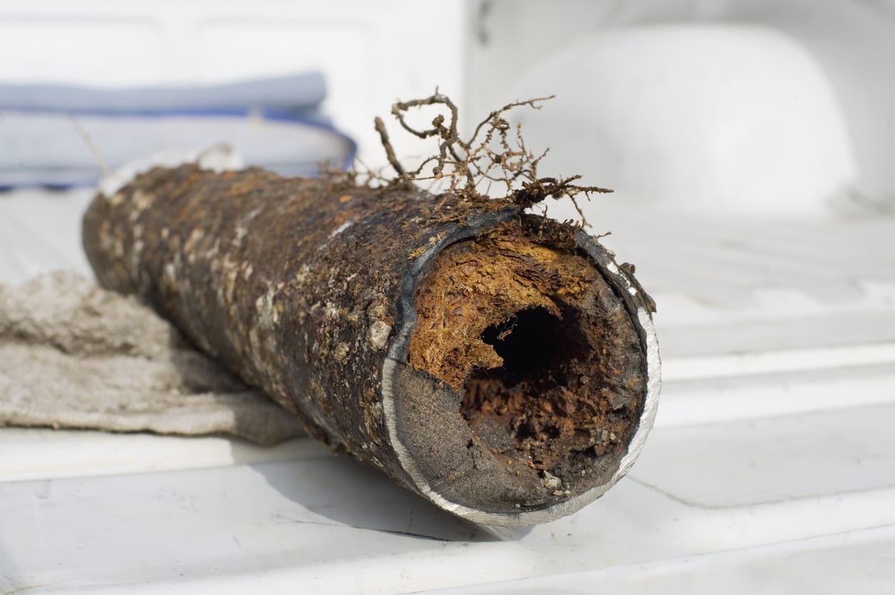 A corroded, hollow pipe with roots growing through it, lying on a white surface.