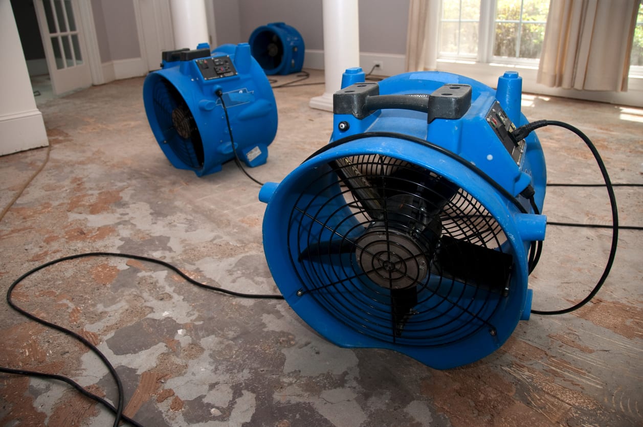 Three blue industrial fans are placed on a stripped floor inside a room with windows and curtains, likely drying the area.